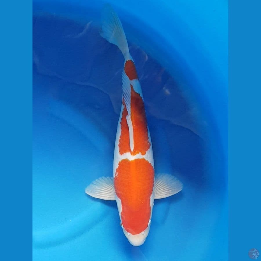 KOHAKU STEP 3 45 cm