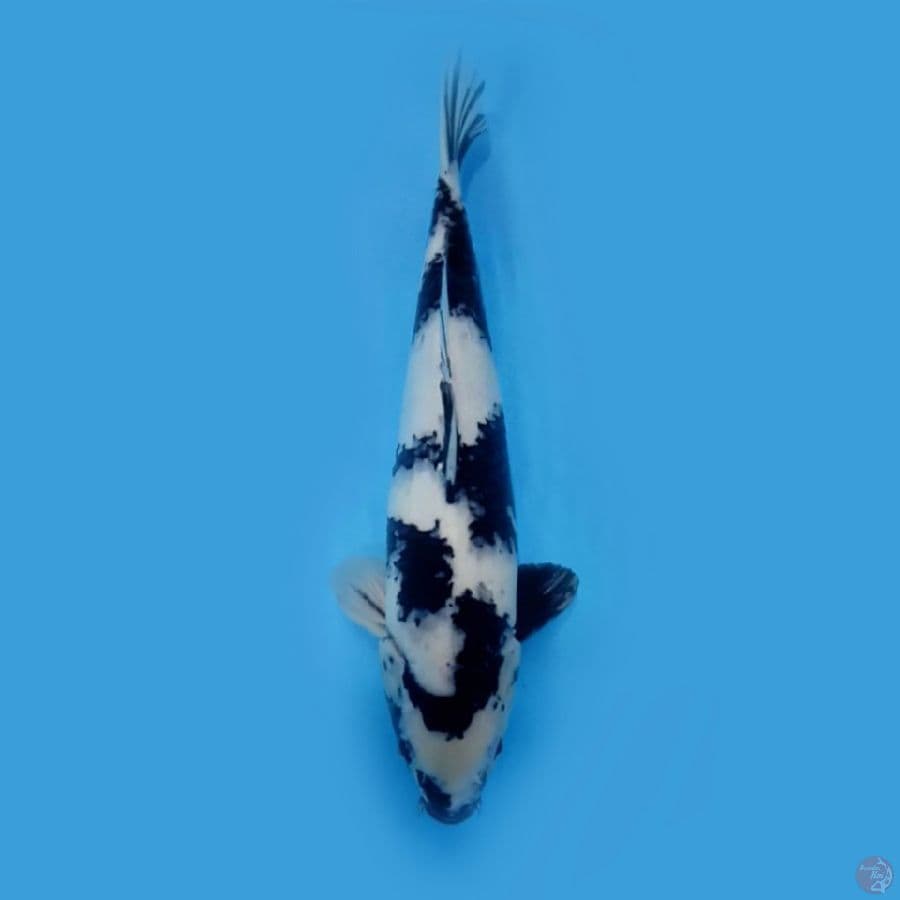 SHIRO PUTIH SALJU 42CM 