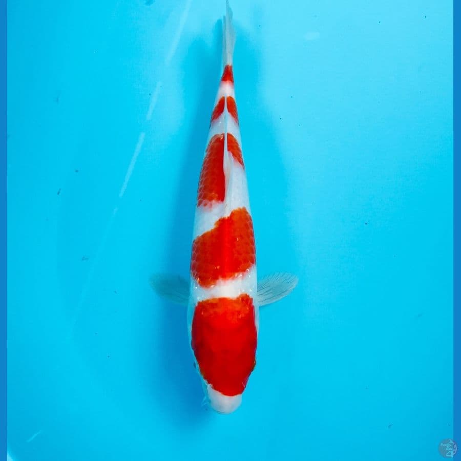 kohaku 28 cm