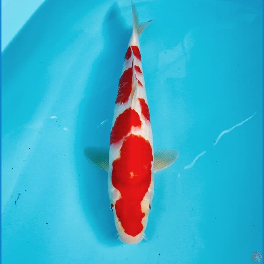 kohaku, 30 cm