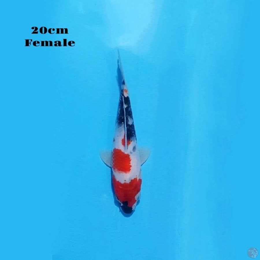 6. SHOWA SANSHOKU 20CM FEMALE