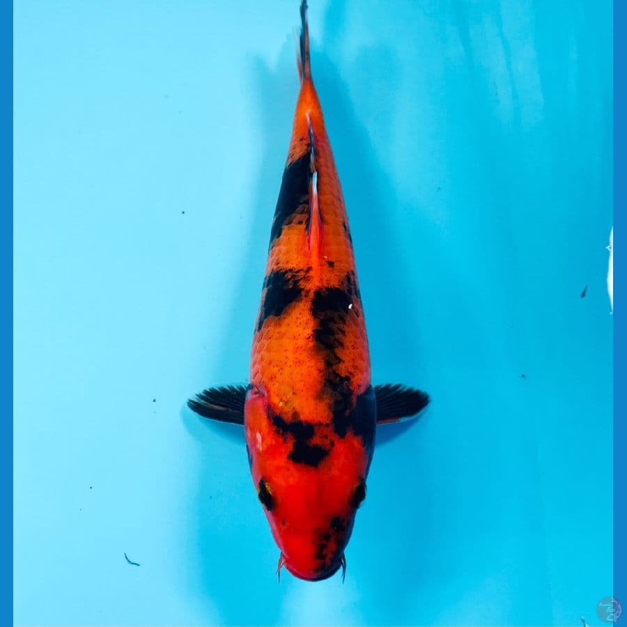 hi utsuri 25cm