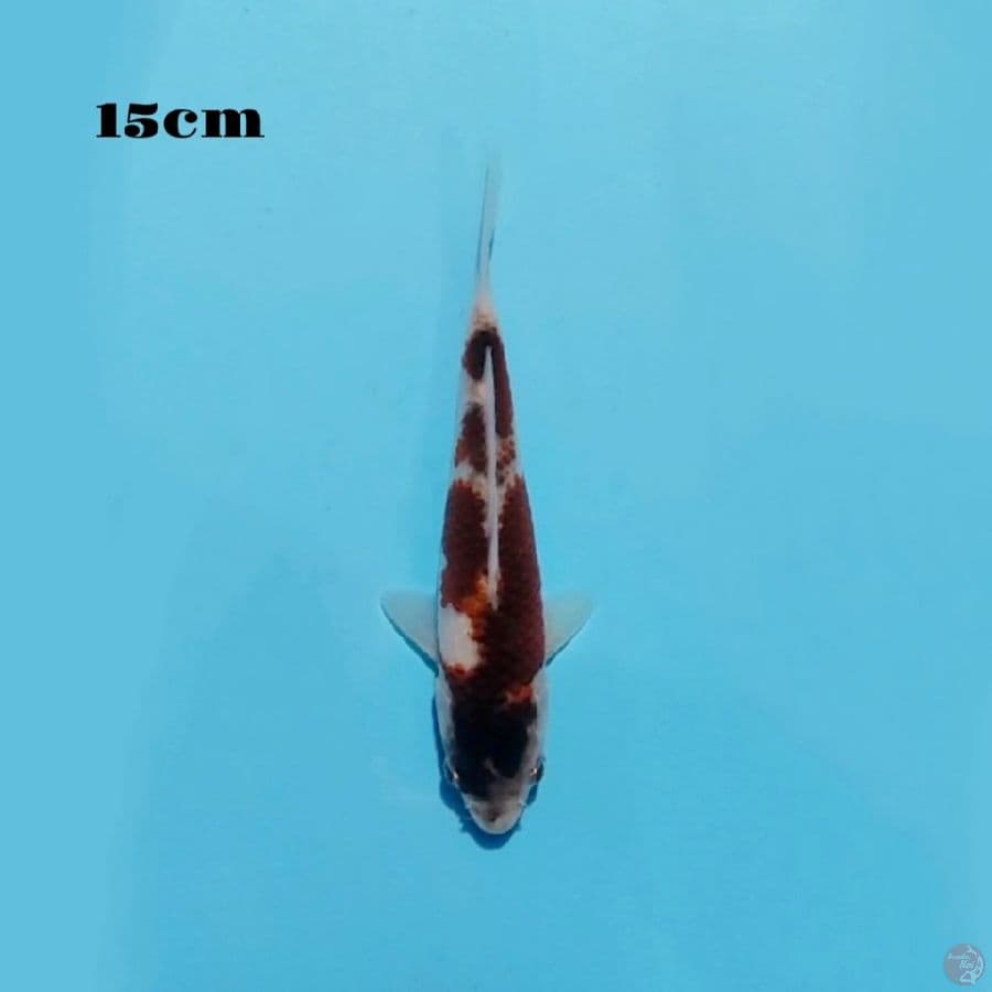 10. GOROMO 15CM