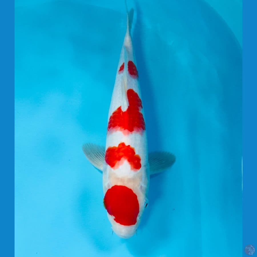 maruten kohaku 32cm