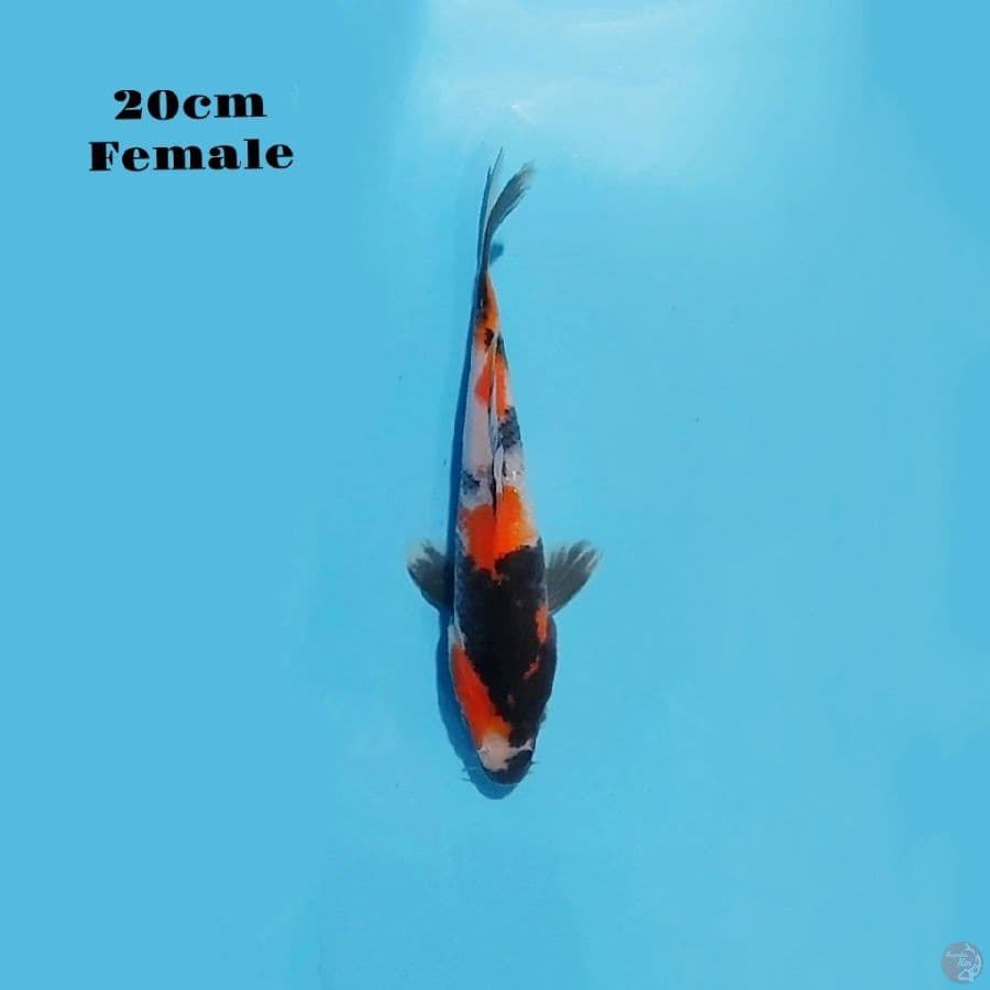 13. SHOWA 20CM FEMALE