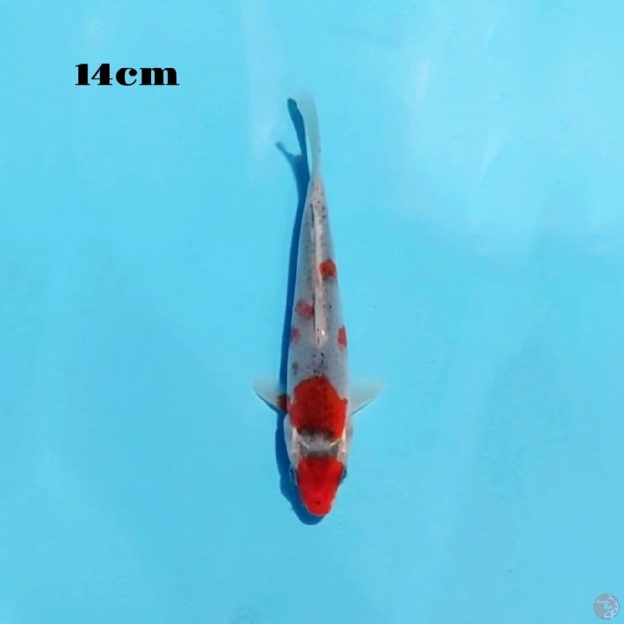 16. GOSHIKI 14 CM