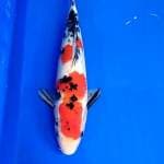 Shanke 26cm
