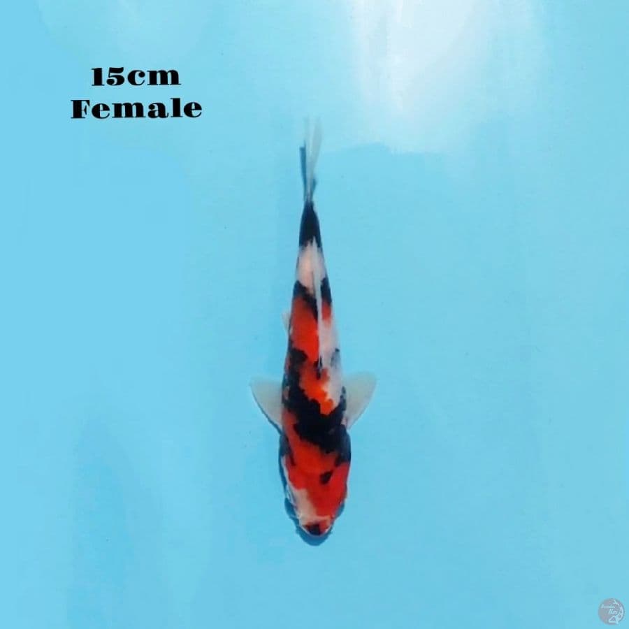 18. SHOWA 15cm