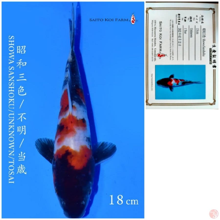 SHOWA IMPORT SAITO 18CM