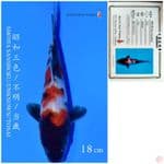 SHOWA IMPORT SAITO 18CM