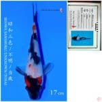 SHOWA IMPORT SAITO 17CM