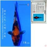 SHOWA IMPORT SAITO 18CM