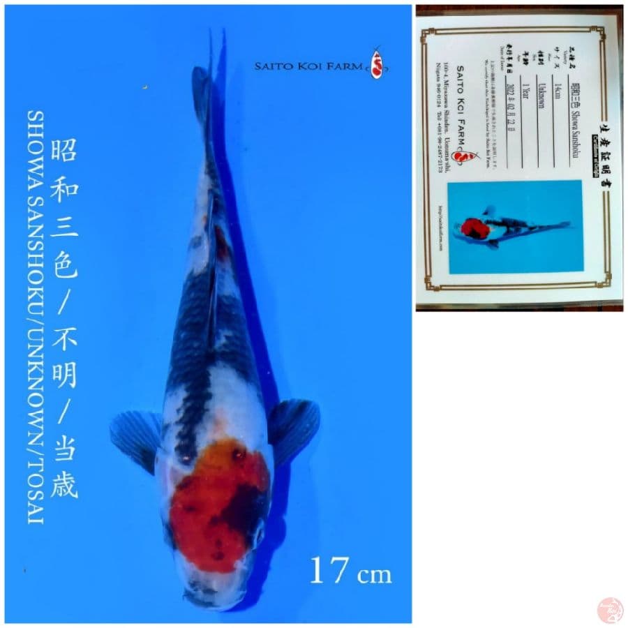 SHOWA IMPORT SAITO 17CM