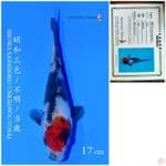 SHOWA IMPORT SAITO 17CM