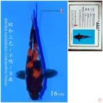 SHOWA IMPORT SAITO 16CM