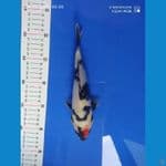 tancho showa 22 cm