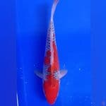 Goshiki 28cm