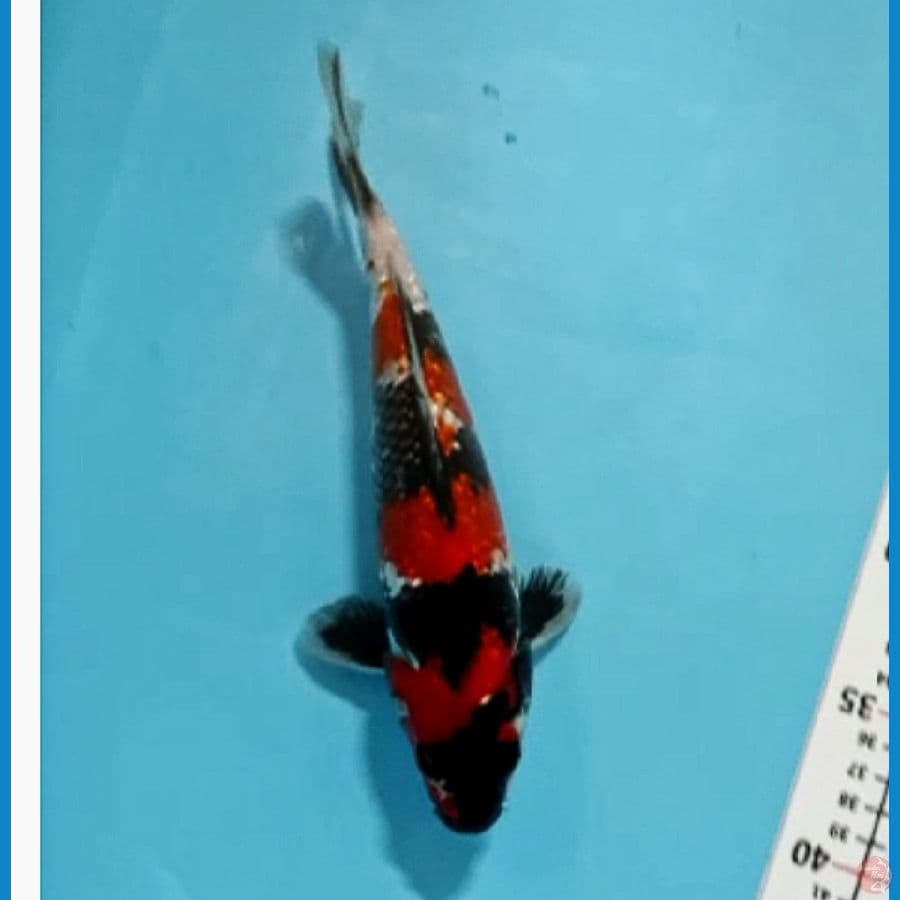 SHURIKEN 4 ~ READY SHOW SHOWA SANSHOKU 23CM