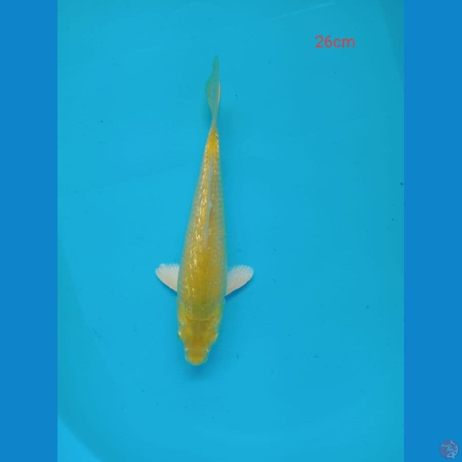 karasi gindrin 26 cm