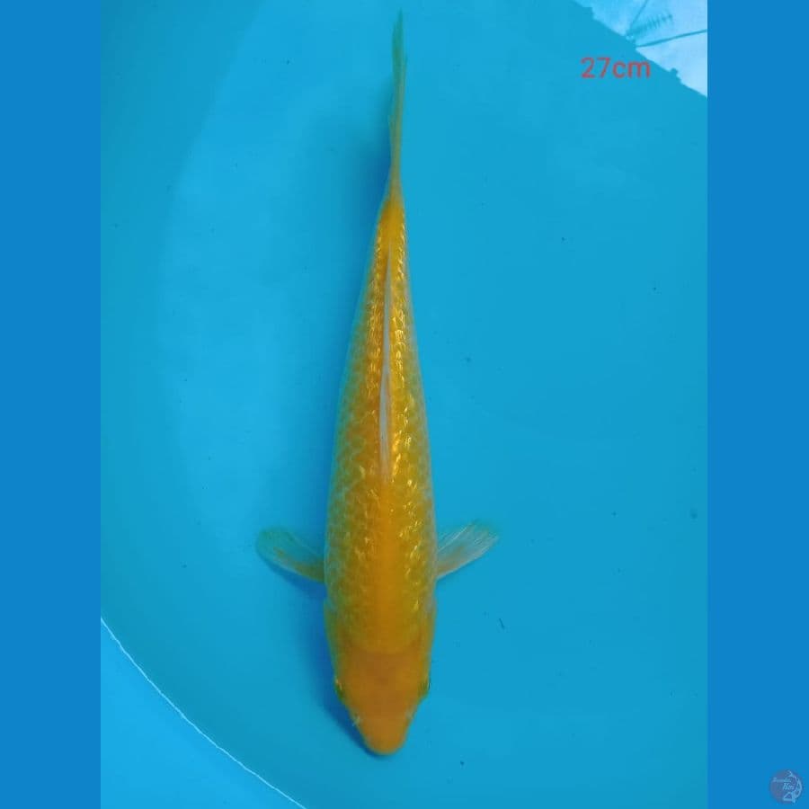karasi gindrin 27 cm