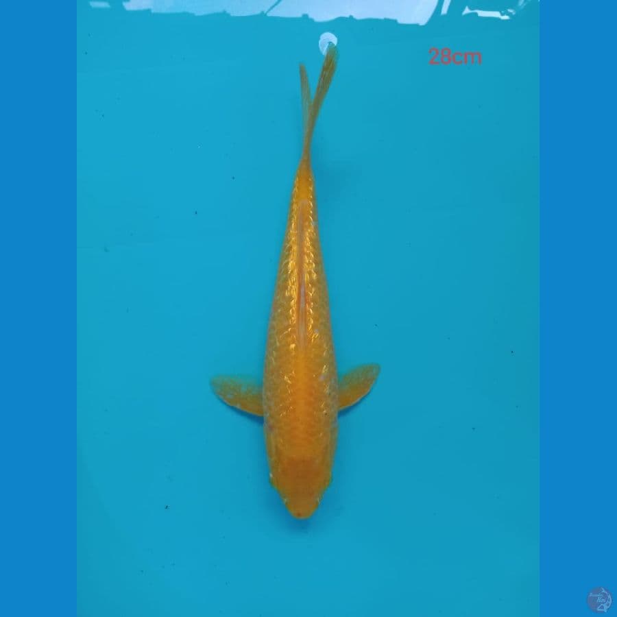 karasi gindrin 28 cm
