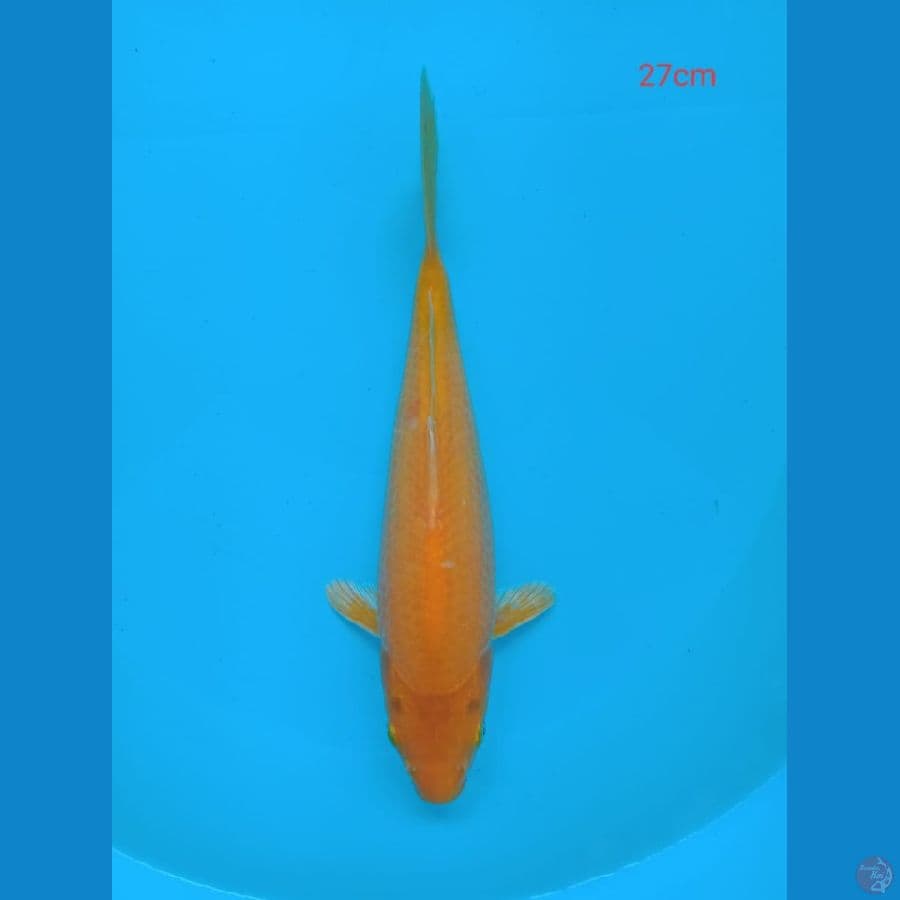 karasi lemon 27cm