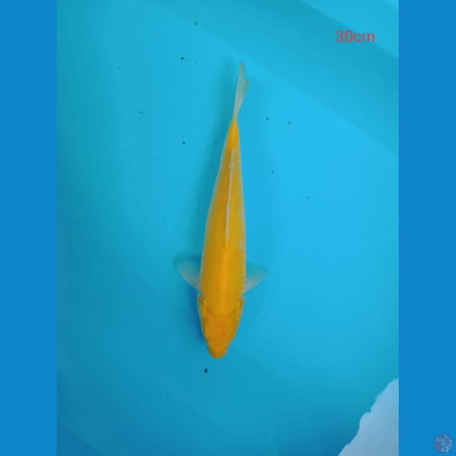 karasi lemon 30cm