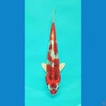 RED KUJAKU 30cm