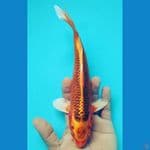 Kin Matsuba 24cm