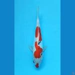 SANKE DOITSU 27cm