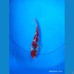 Goshiki Male 24cm