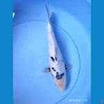 Shiro 37cm gendong Telur putih salju