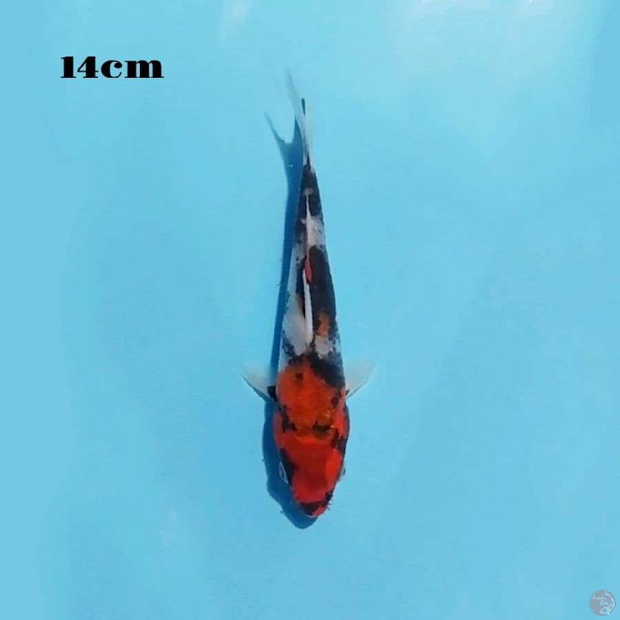 19. SHOWA 14CM