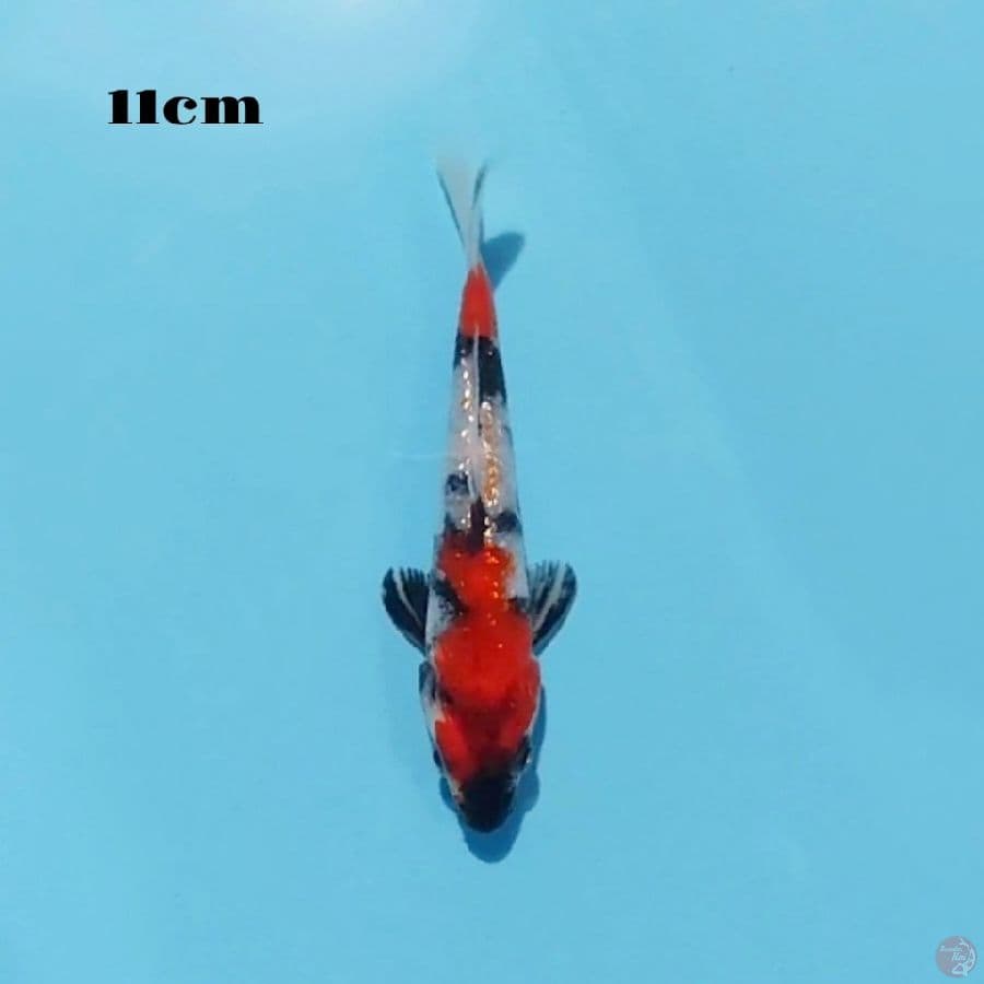 23. SHOWA GINRIN 11CM