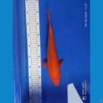 red karasi30 cm