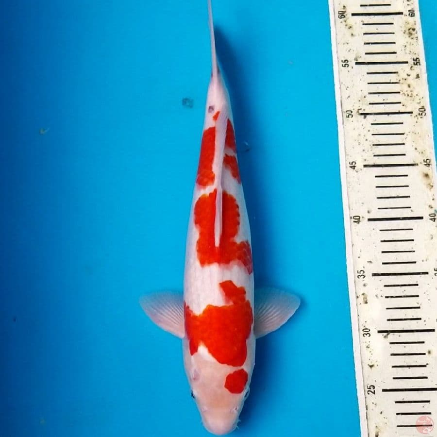 KOHAKU 38 CM MALE