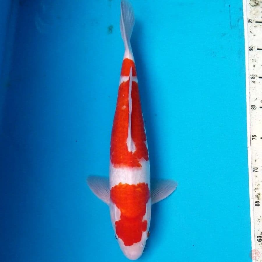 KOHAKU 38 CM MALE