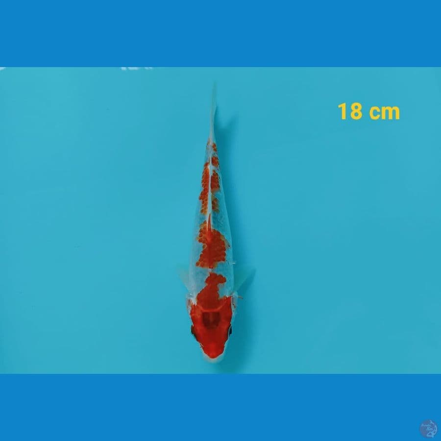 GHOSIKI | 18 cm | uncheck