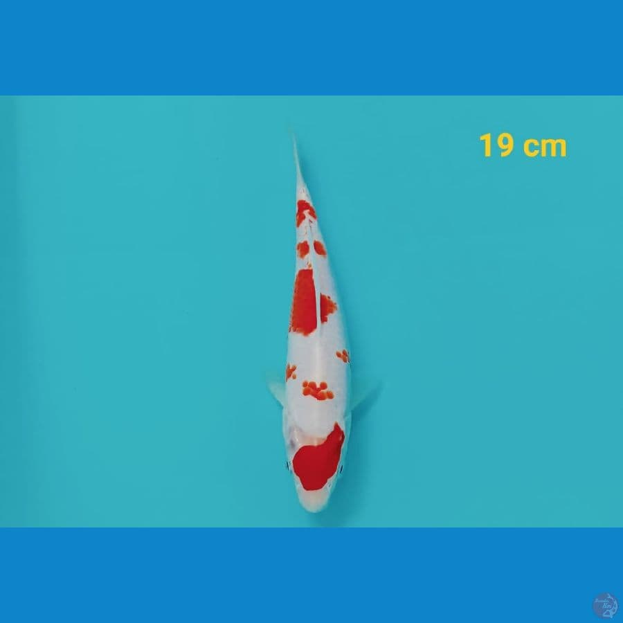 SAKURA KOHAKU | 19 cm | uncheck