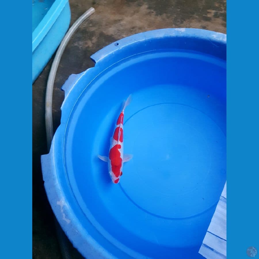 KOHAKU DOITSU 30 CM UP MALE 