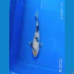 shiro 18 cm motogoro