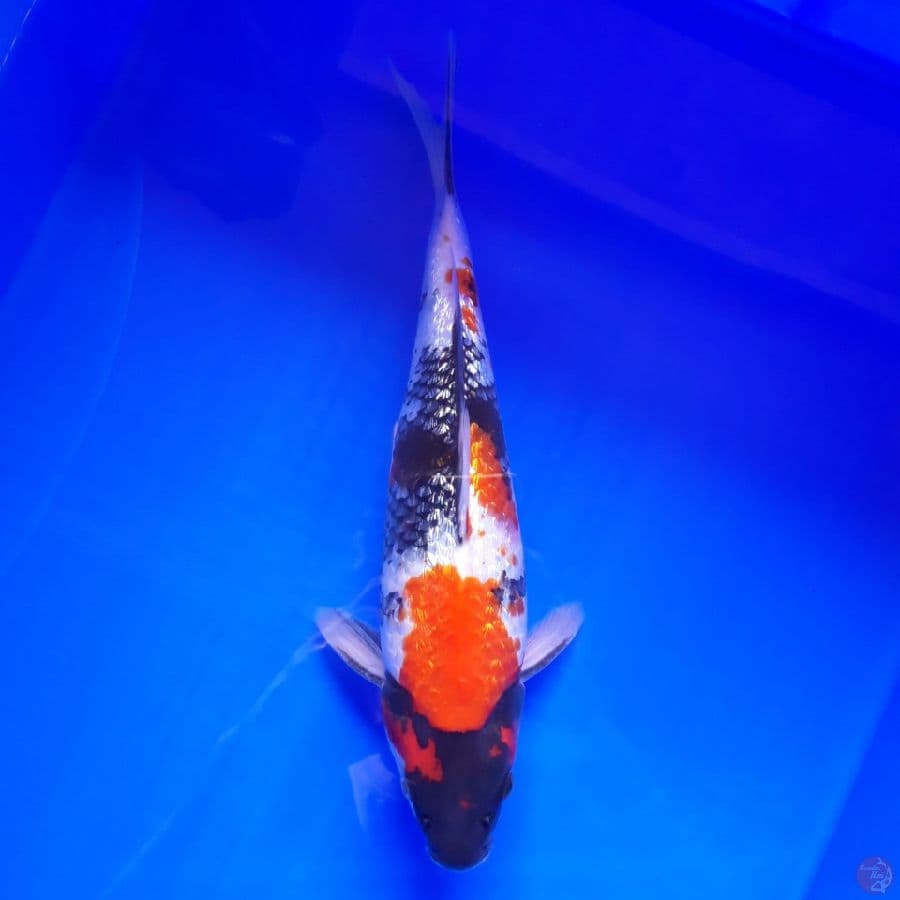 Showa Ginrin 30cm