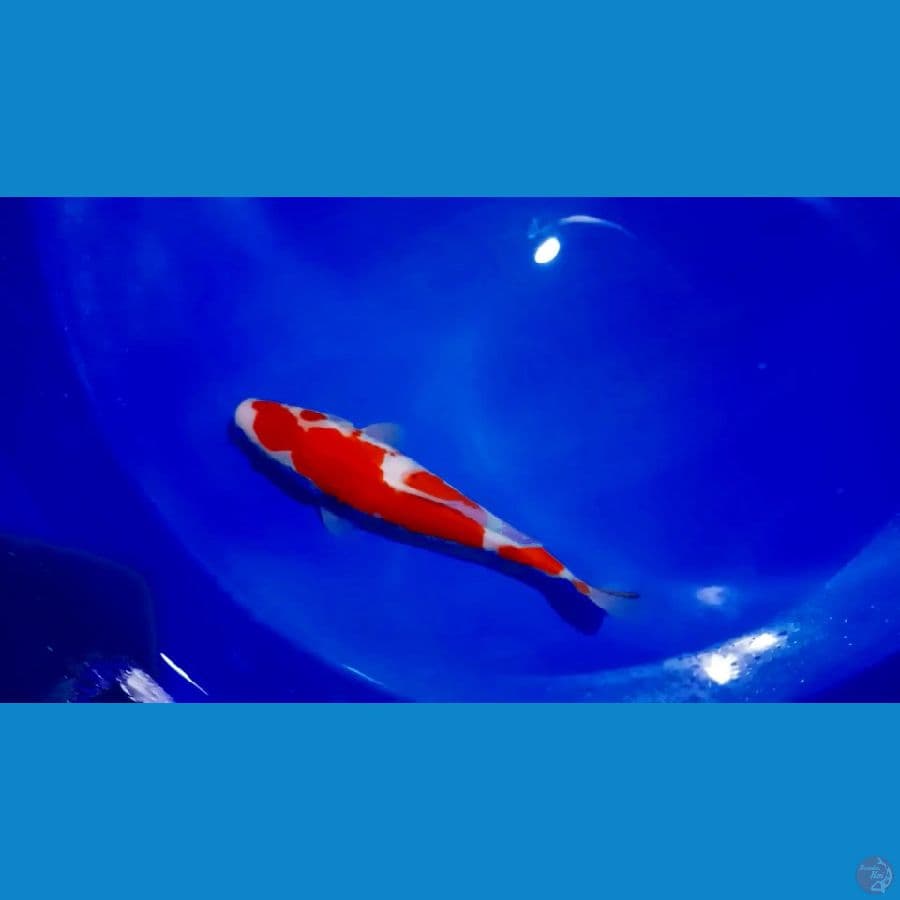 kohaku