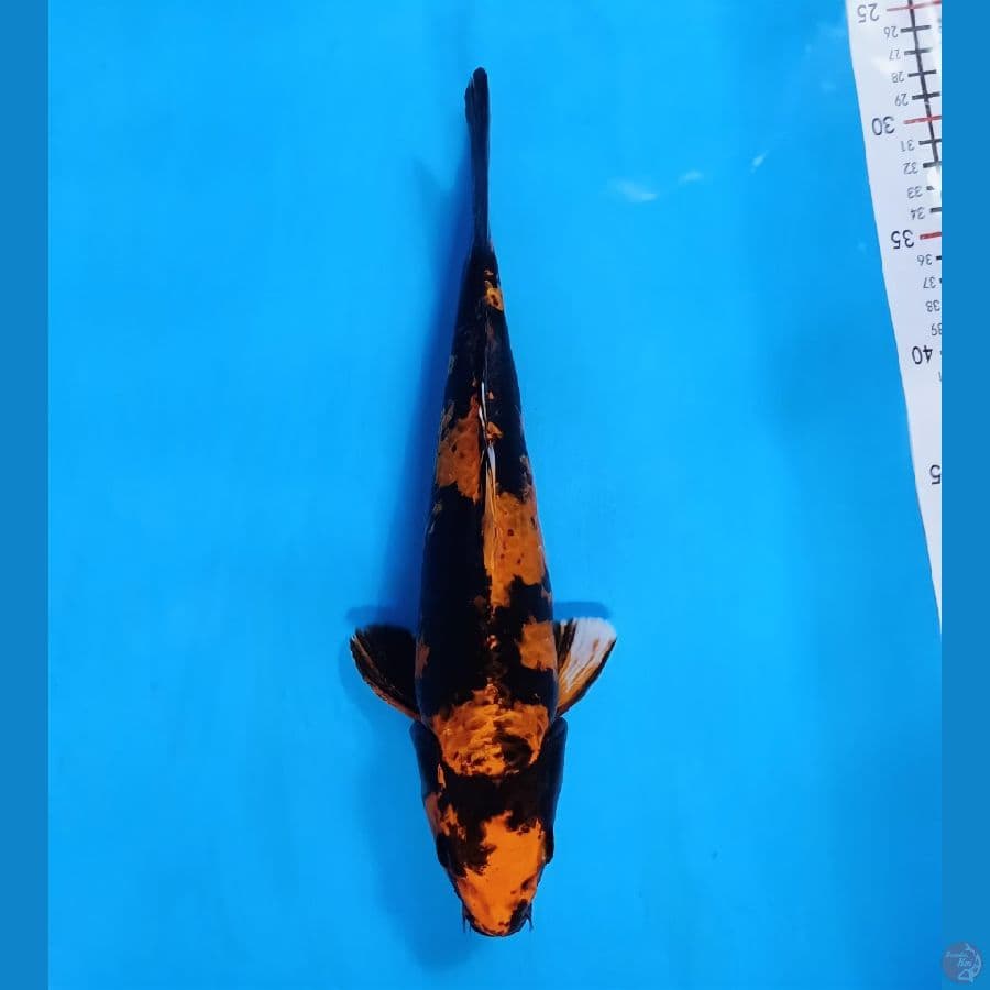 utsuri 33cm