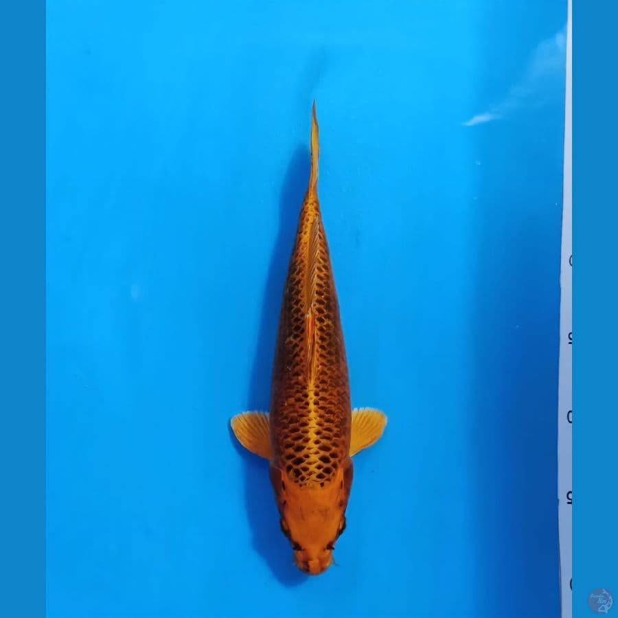 matsuba 29cm