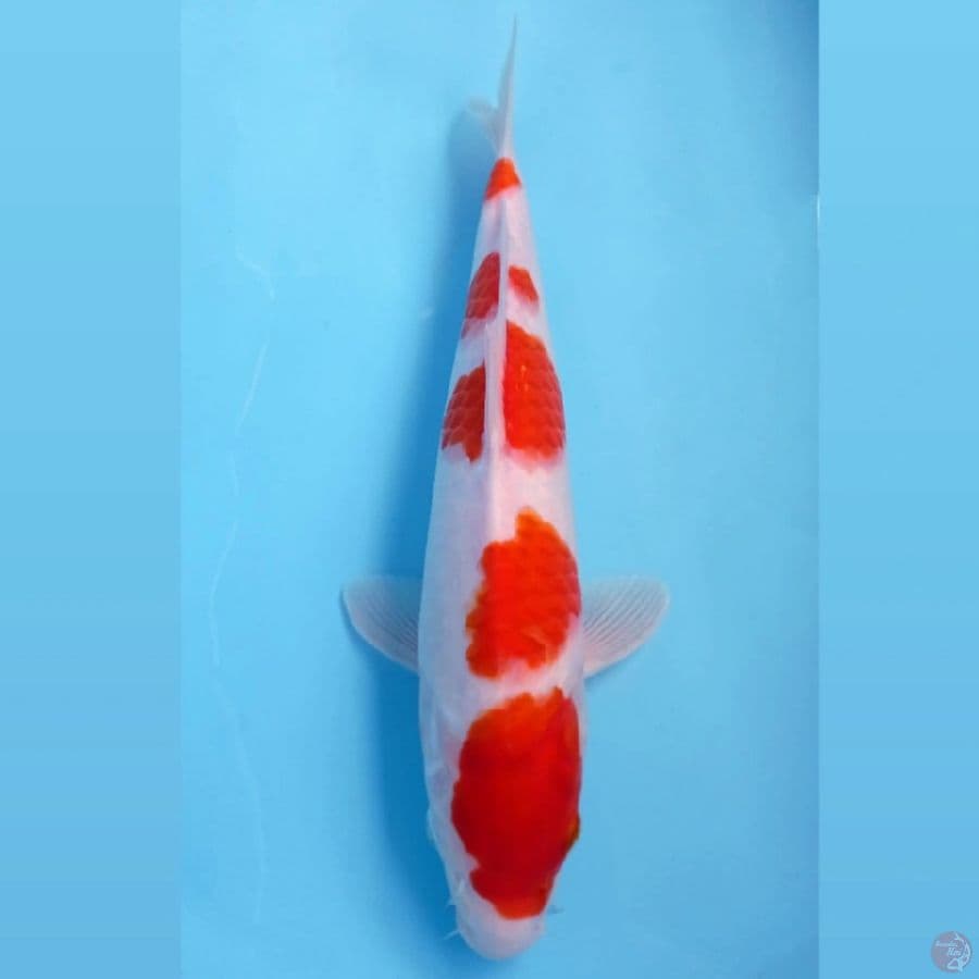 kohaku, 32 cm