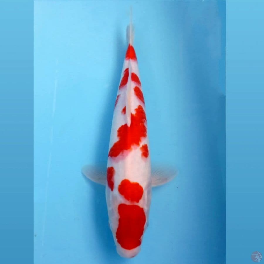 kohaku, 31 cm