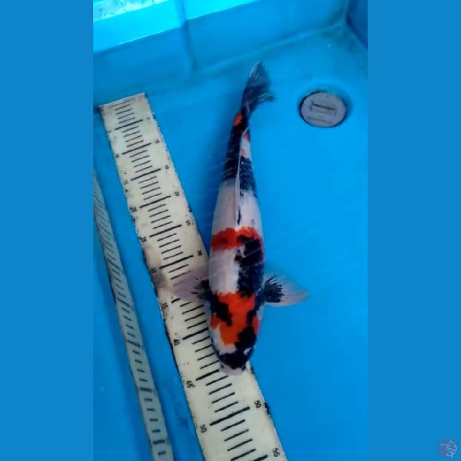 Showa 45cm