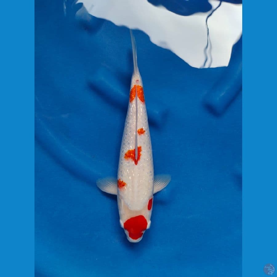 maruten kohaku 34cm