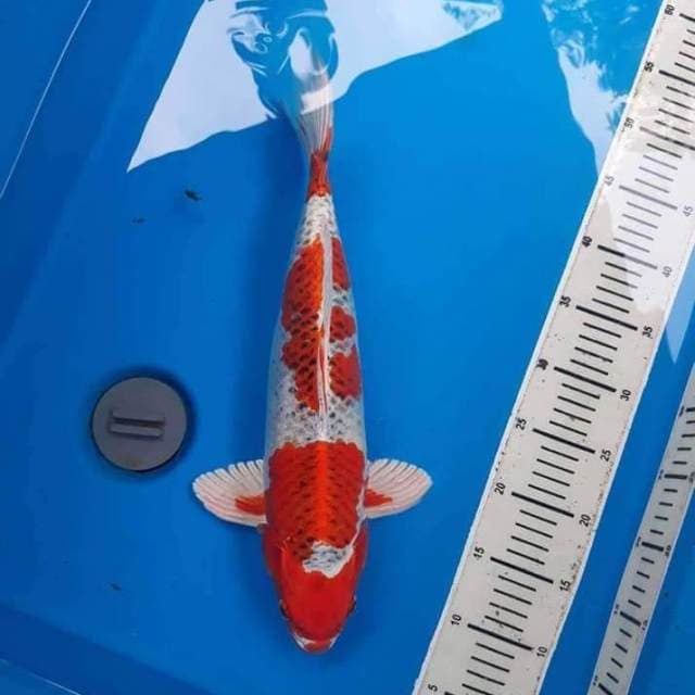 F1 JUMBO KUJAKU